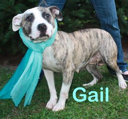 Bull Terrier Dogs for adoption in Gibbstown, NJ, USA