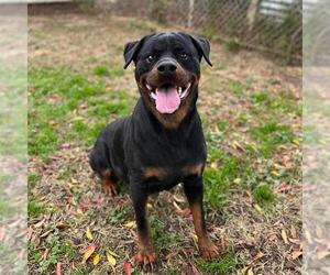 Rottweiler Dogs for adoption in Modesto, CA, USA