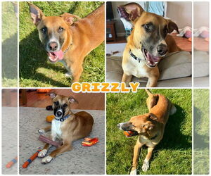 Australian Shepherd-Mountain Cur Mix Dogs for adoption in Pierceton , IN, USA