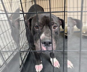 American Pit Bull Terrier-Unknown Mix Dogs for adoption in Las Vegas, NV, USA