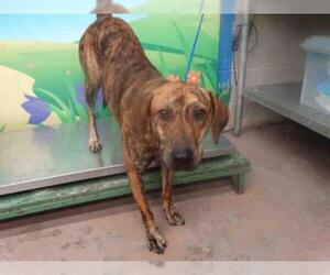 Catahoula Leopard Dog Dogs for adoption in Waco, TX, USA