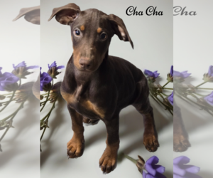 Doberman Pinscher Dogs for adoption in Phelan, CA, USA