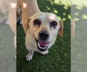 Chihuahua Dogs for adoption in Woodland, CA, USA