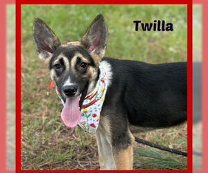 Mutt Dogs for adoption in Newfoundland, PA, USA