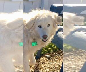 Golden Irish Dogs for adoption in Newport Beach, CA, USA