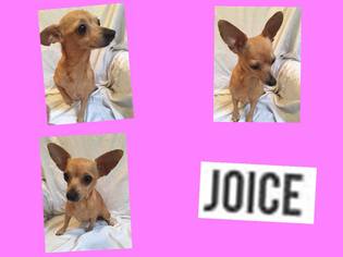 Medium Photo #1 Chiweenie Puppy For Sale in DALLAS, TX, USA