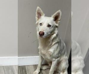 Gerberian Shepsky Dogs for adoption in Redlands, CA, USA