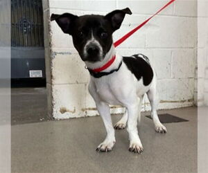 Rat Terrier-Unknown Mix Dogs for adoption in San Bernardino, CA, USA