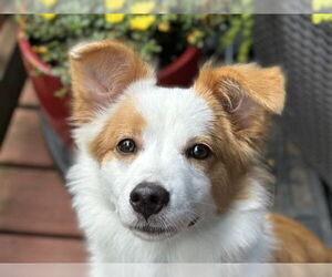 Border Collie-Unknown Mix Dogs for adoption in Cookeville, TN, USA
