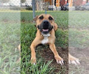 Staffordshire Bull Terrier-Unknown Mix Dogs for adoption in Rosenberg, TX, USA