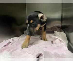 German Shepherd Dog Dogs for adoption in Waco, TX, USA