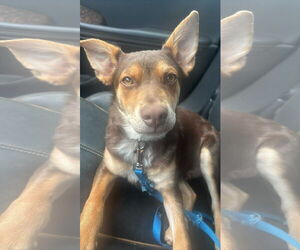 Mutt Dogs for adoption in Coralville, IA, USA