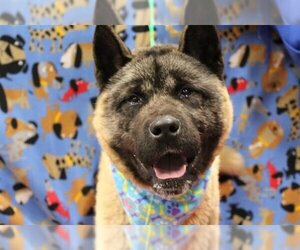 Akita Dogs for adoption in Fairbanks, AK, USA