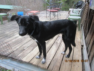 Borador Dogs for adoption in Asheville, NC, USA