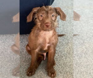 Poodle (Miniature)-Unknown Mix Dogs for adoption in Lake Elsinore, CA, USA