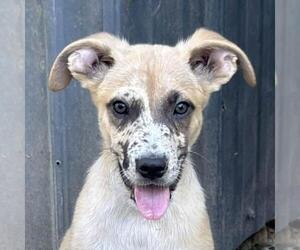 Australian Shepherd-Unknown Mix Dogs for adoption in Yardley, PA, USA