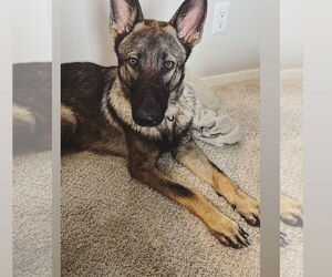 Mutt Dogs for adoption in Minneapolis, MN, USA