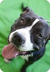 American Pit Bull Terrier-American Staffordshire Terrier Mix Dogs for adoption in Santa Monica, CA, USA