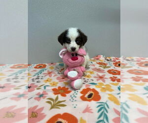 Siberian Husky-Unknown Mix Dogs for adoption in Osgood, IN, USA