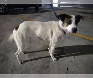 Pointer-Unknown Mix Dogs for adoption in San Antonio, TX, USA