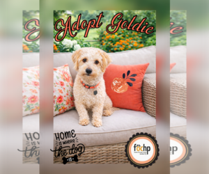 Poodle (Toy) Dogs for adoption in Menifee, CA, USA