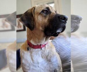 German Shepherd Dog Dogs for adoption in Richmond, VA, USA