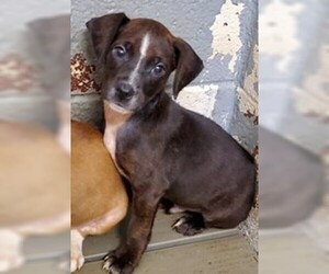 Bogle Dogs for adoption in Cuba, NY, USA