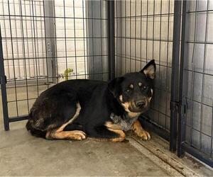 Mutt Dogs for adoption in Camarillo, CA, USA