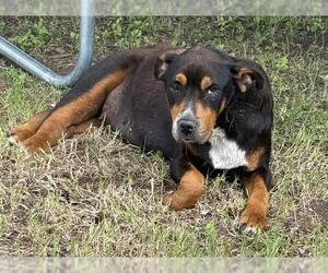 American Staffordshire Terrier-Unknown Mix Dogs for adoption in San Antonio, TX, USA
