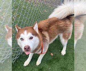 Siberian Husky Dogs for adoption in Texas City, TX, USA