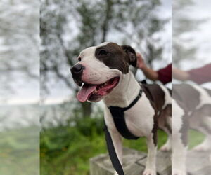 Mutt Dogs for adoption in Strongsville, OH, USA