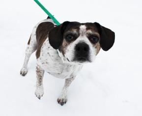 Boglen Terrier Dogs for adoption in Boise, ID, USA