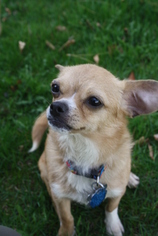 Medium Photo #1 Chihuahua Puppy For Sale in Boise, ID, USA