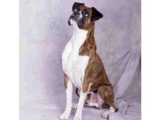 Boxer Dogs for adoption in Salt Lake City, UT, USA