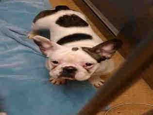 French Bulldog Dogs for adoption in Crystal Lake , IL, USA