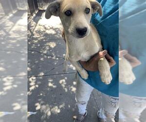 Mutt Dogs for adoption in Stockton, CA, USA