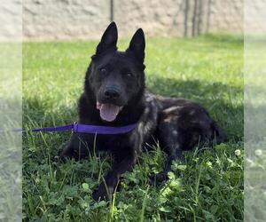 Boxer-German Shepherd Dog Mix Dogs for adoption in Modesto, CA, USA