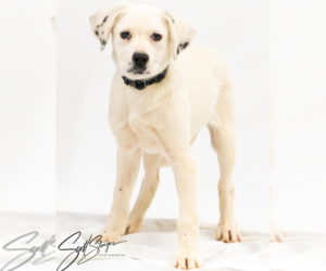 Dalmatian-Unknown Mix Dogs for adoption in Brooklyn Center, MN, USA