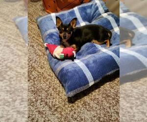Miniature Pinscher-Unknown Mix Dogs for adoption in Bellmawr, NJ, USA