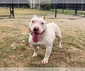 Small Staffordshire Bull Terrier