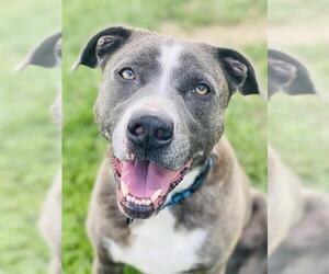 American Pit Bull Terrier-Shiba Inu Mix Dogs for adoption in Westminster, MD, USA