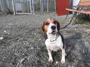 Beagle Dogs for adoption in Palmer, AK, USA