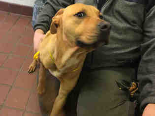 American Staffordshire Terrier-Redbone Coonhound Mix Dogs for adoption in Waynesville, NC, USA