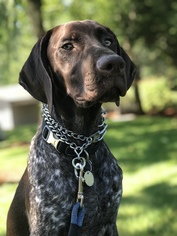 German Shorthaired Pointer Dogs for adoption in Issaquah, WA, USA
