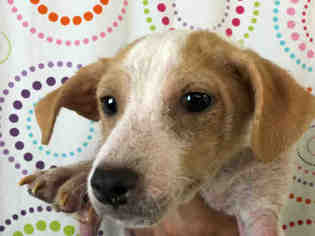 Small Chihuahua-Parson Russell Terrier Mix