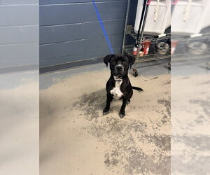 American Staffordshire Terrier-Labrador Retriever Mix Dogs for adoption in Tallahassee, FL, USA