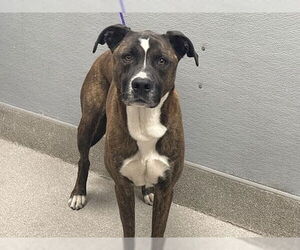American Pit Bull Terrier-American Staffordshire Terrier Mix Dogs for adoption in Las Vegas, NV, USA