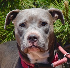 American Pit Bull Terrier-Unknown Mix Dogs for adoption in Payson, AZ, USA