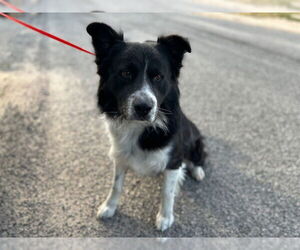 Border Collie-Unknown Mix Dogs for adoption in HESPERIA, CA, USA