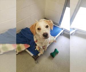 Brittany Dogs for adoption in Alexandria, VA, USA